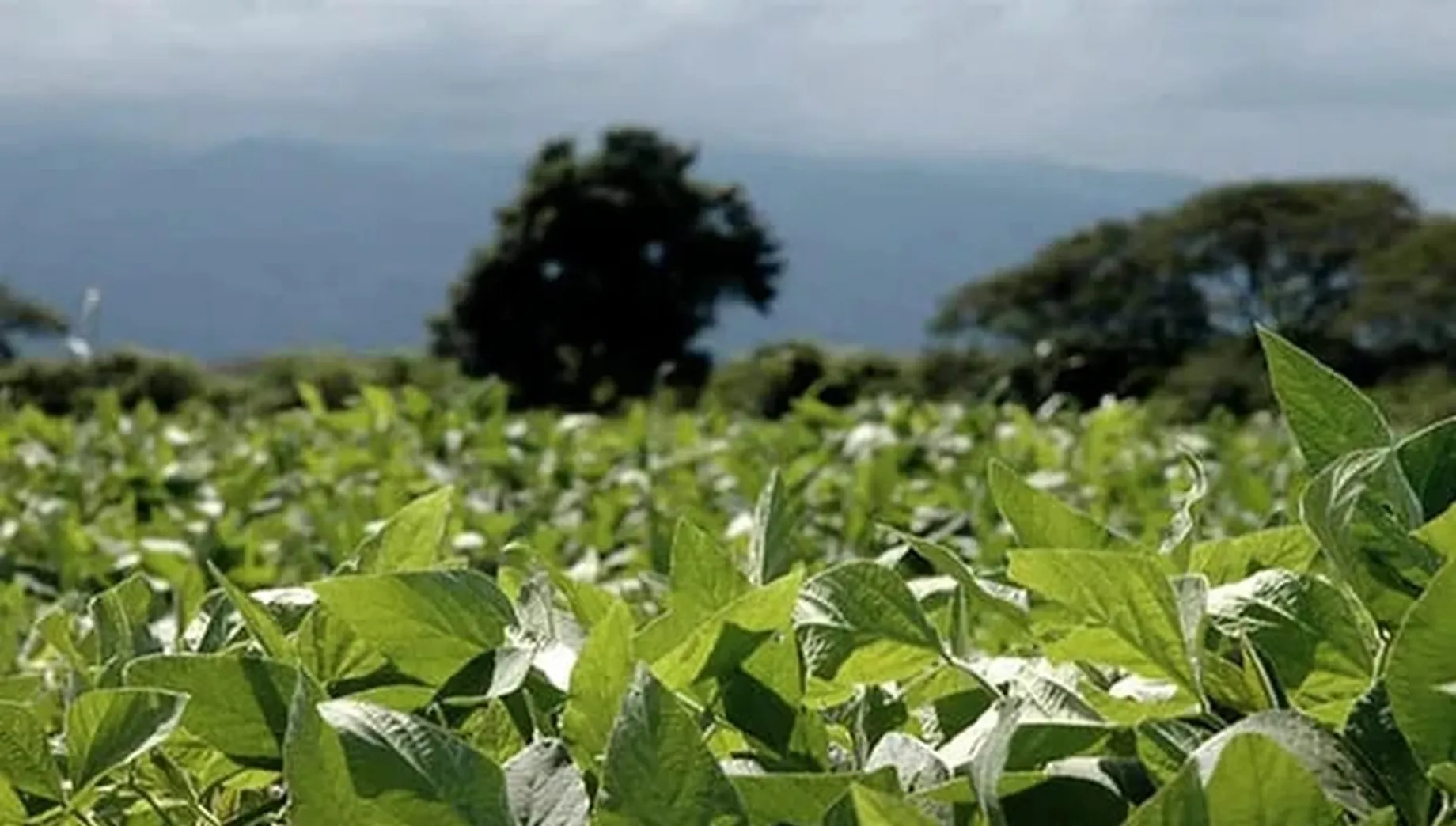 Lluvias al límite: la soja de segunda se juega su suerte en marzo