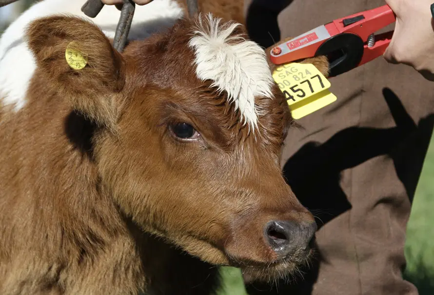 Invitan a participar de una charla informativa sobre caravanas electrónicas y trazabilidad bovina