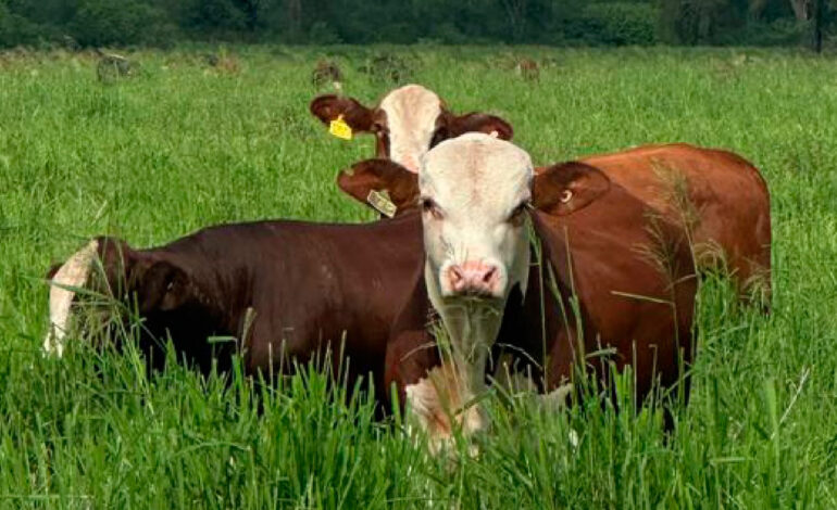 Cabaña Pilagá prepara sus reproductores en Santiago del Estero para los remates 2026 y 2027