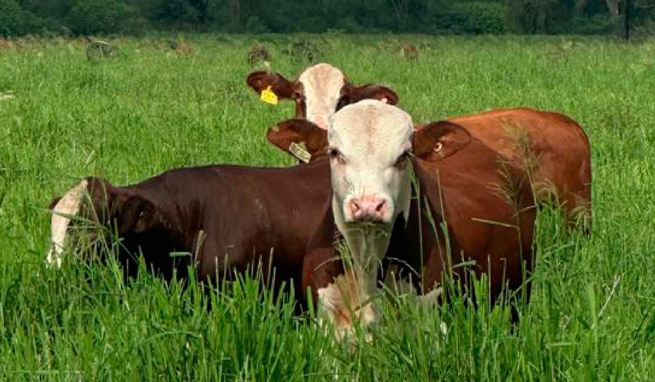 Cabaña Pilagá prepara sus reproductores en Santiago del Estero para los remates 2026 y 2027