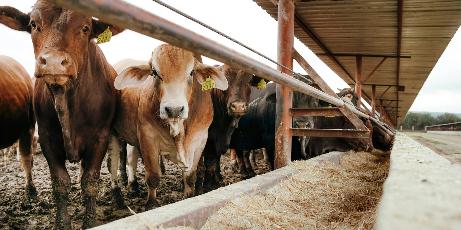 Producción y veterinarios articulan acciones para fortalecer la sanidad animal en la provincia