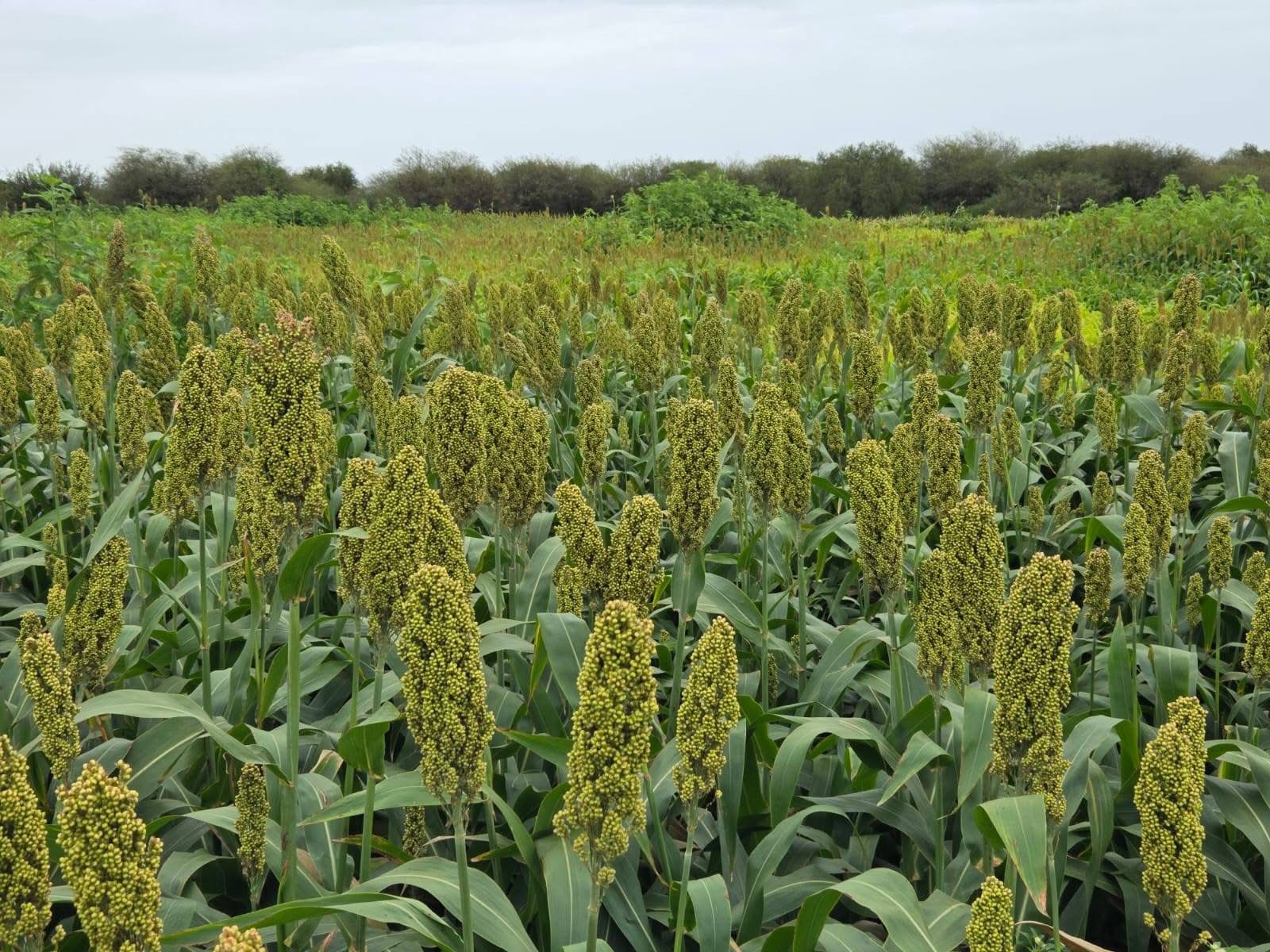 Forraje y planificación: claves para fortalecer la ganadería en Choya