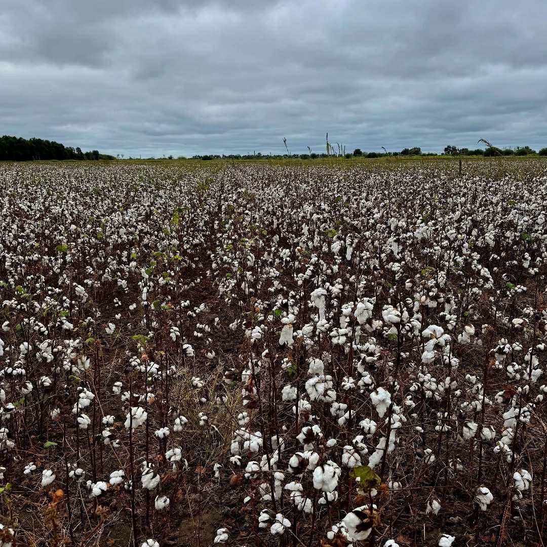 Innovación en el campo: nueva variedad de algodón resistente a herbicidas