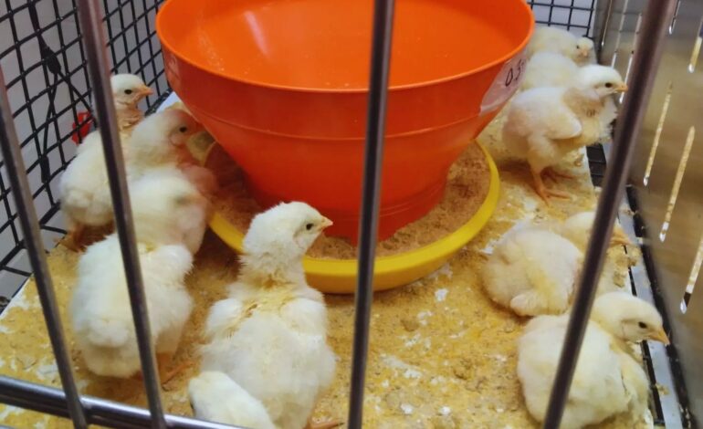 Investigan alternativas naturales para potenciar  la producción avícola