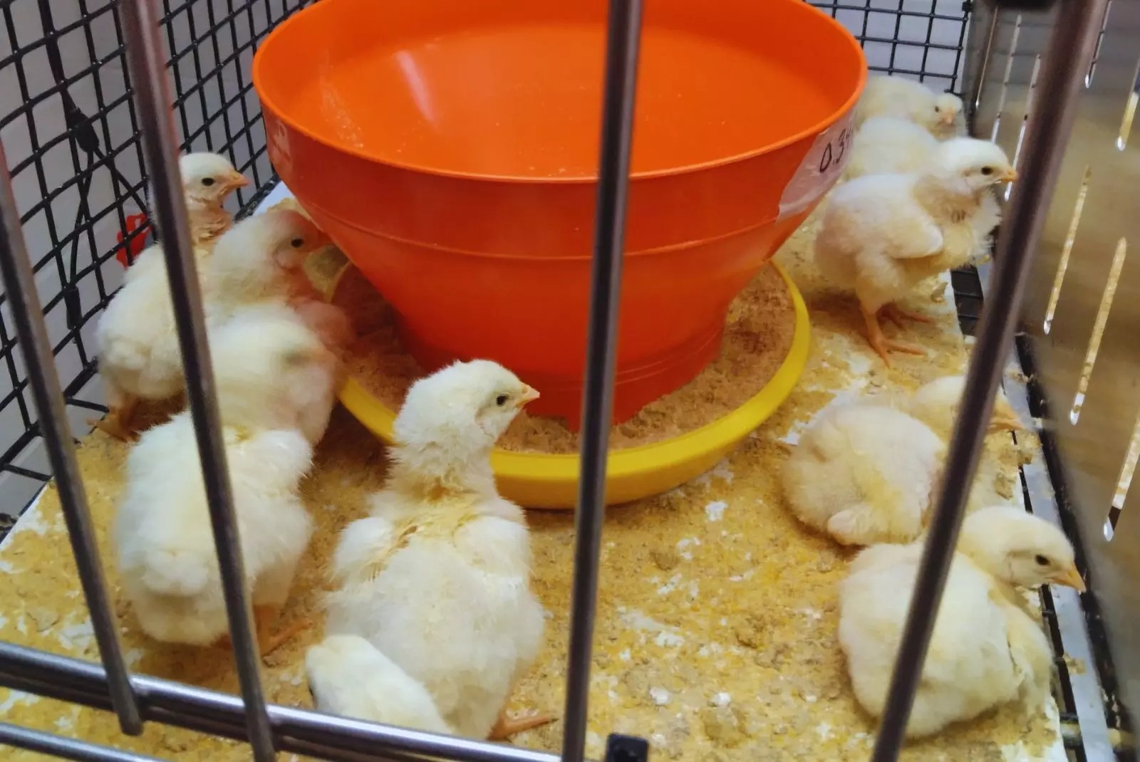 Investigan alternativas naturales para potenciar  la producción avícola