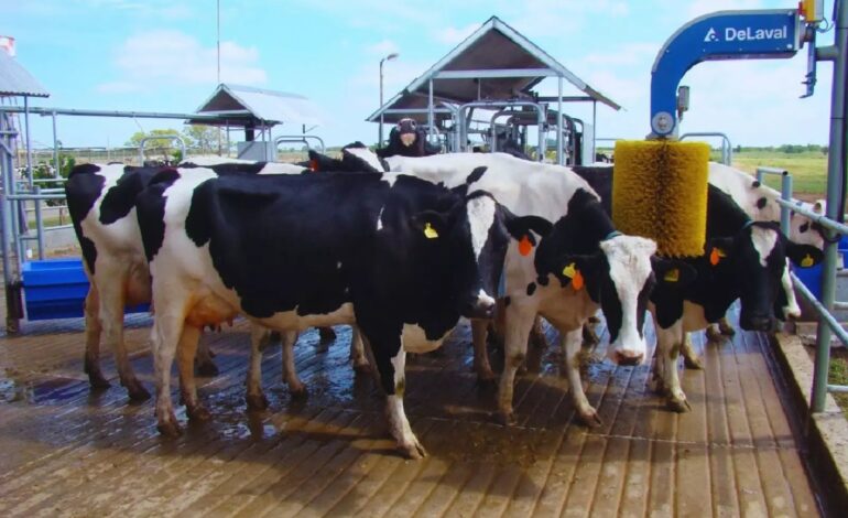 Revolución en los tambos: la robótica permite triplicar la producción