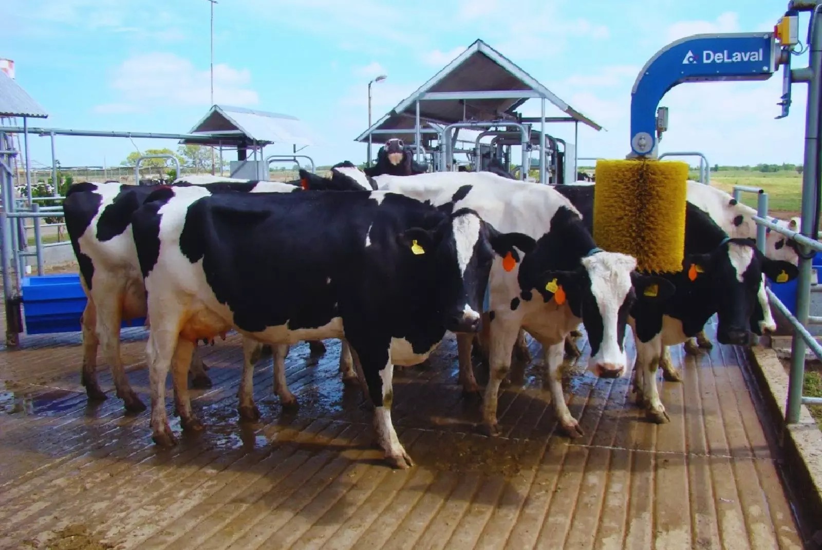 Revolución en los tambos: la robótica permite triplicar la producción