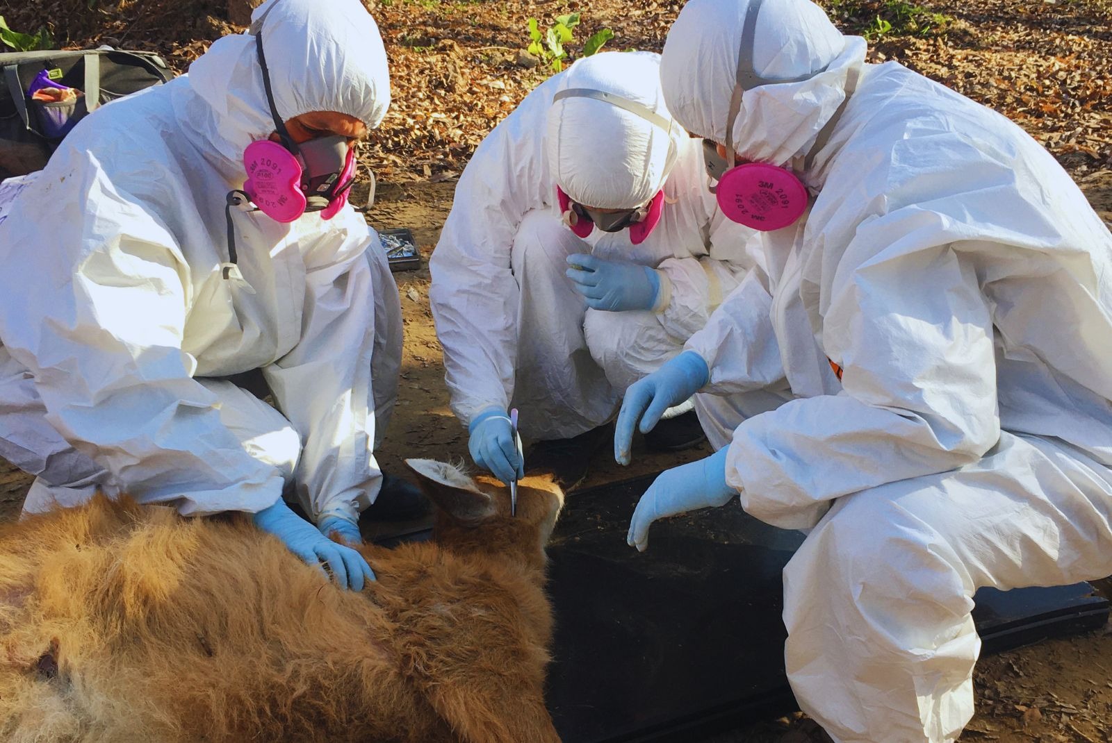 Detectan por primera vez en Argentina una bacteria transmitida por garrapatas en fauna silvestre
