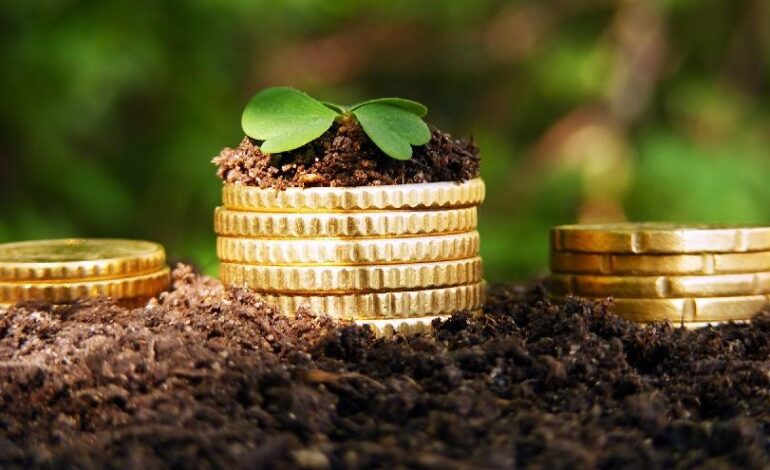 Alerta en economías regionales: precios estancados y la mandioca se suma a las actividades en crisis