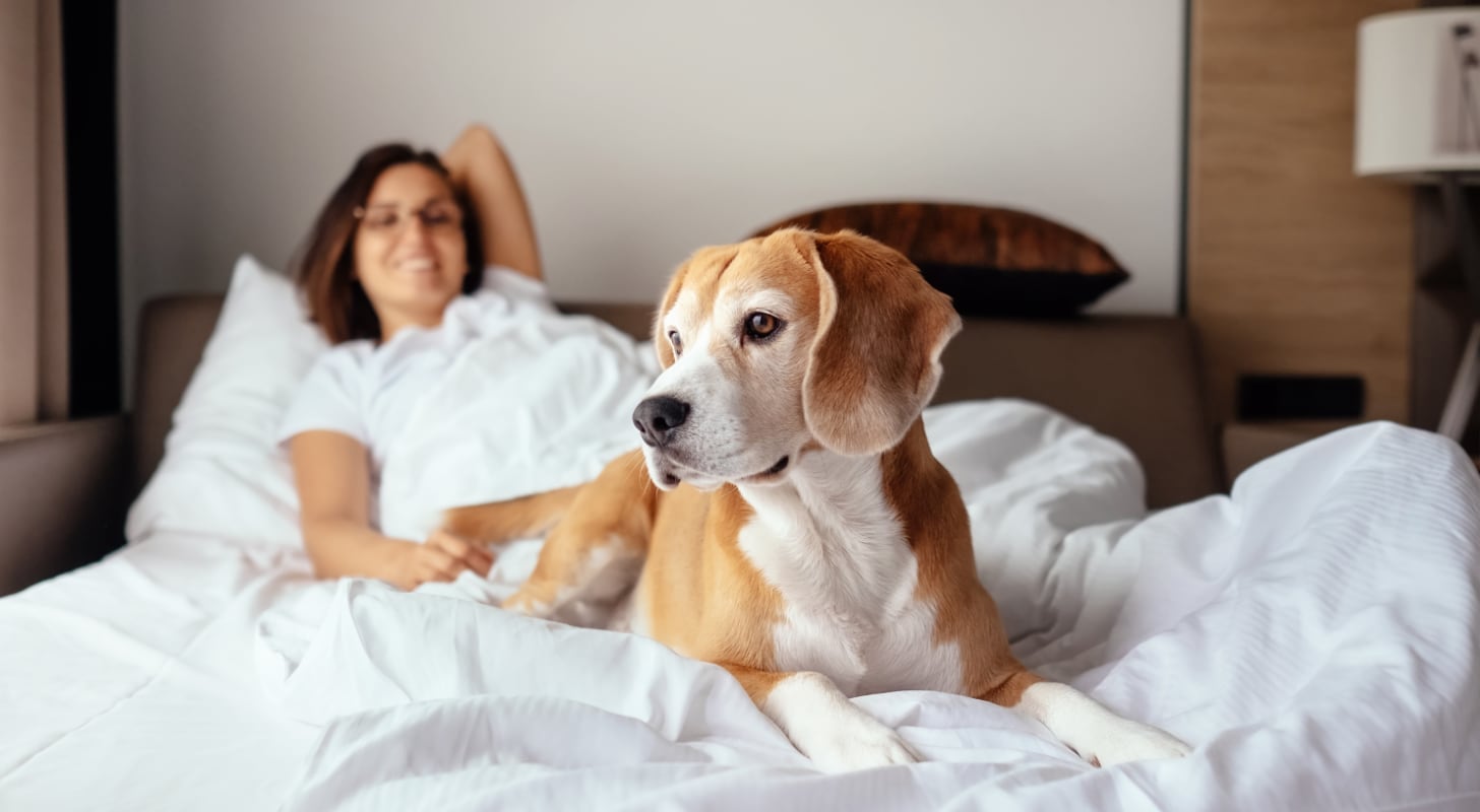 Seis de cada 10 argentinos eligen alojamientos “pet friendly”