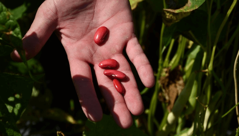 Poroto, garbanzo y sésamo: los nuevos protagonistas de la producción en Santiago del Estero