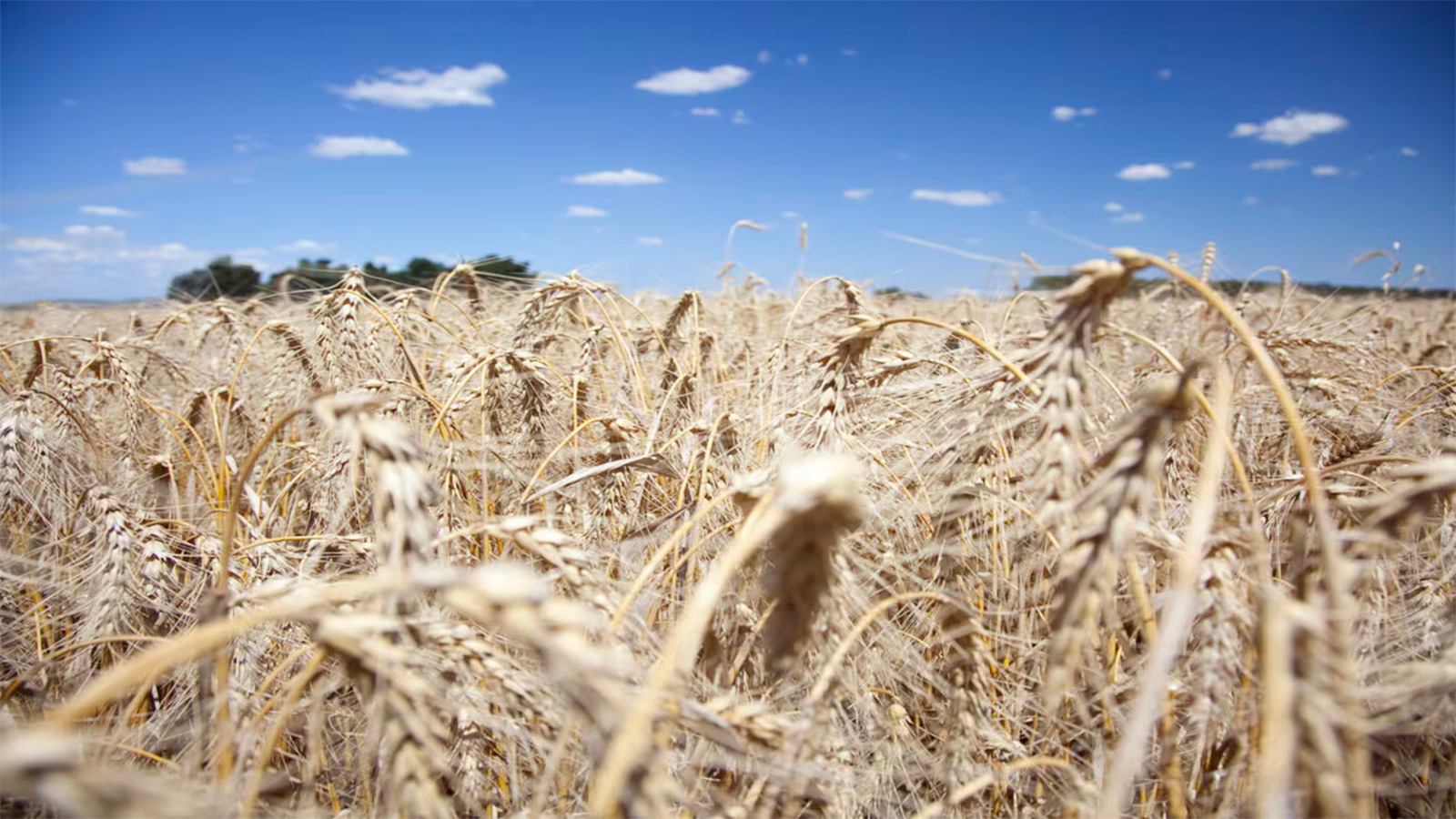 Trigo récord, pero con problemas de calidad y abastecimiento: alerta en la industria molinera