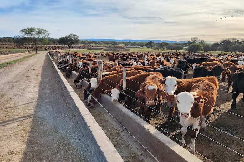 De 300 a 30.000 hectáreas: Agropecuaria Mistol Ancho, la empresa que impulsa el agro en Santiago del Estero
