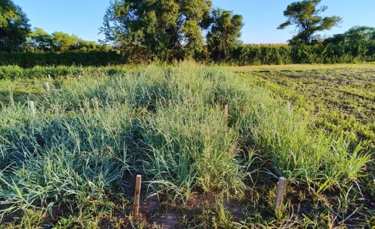 Un nuevo mijo forrajero para potenciar la producción en suelos salinos