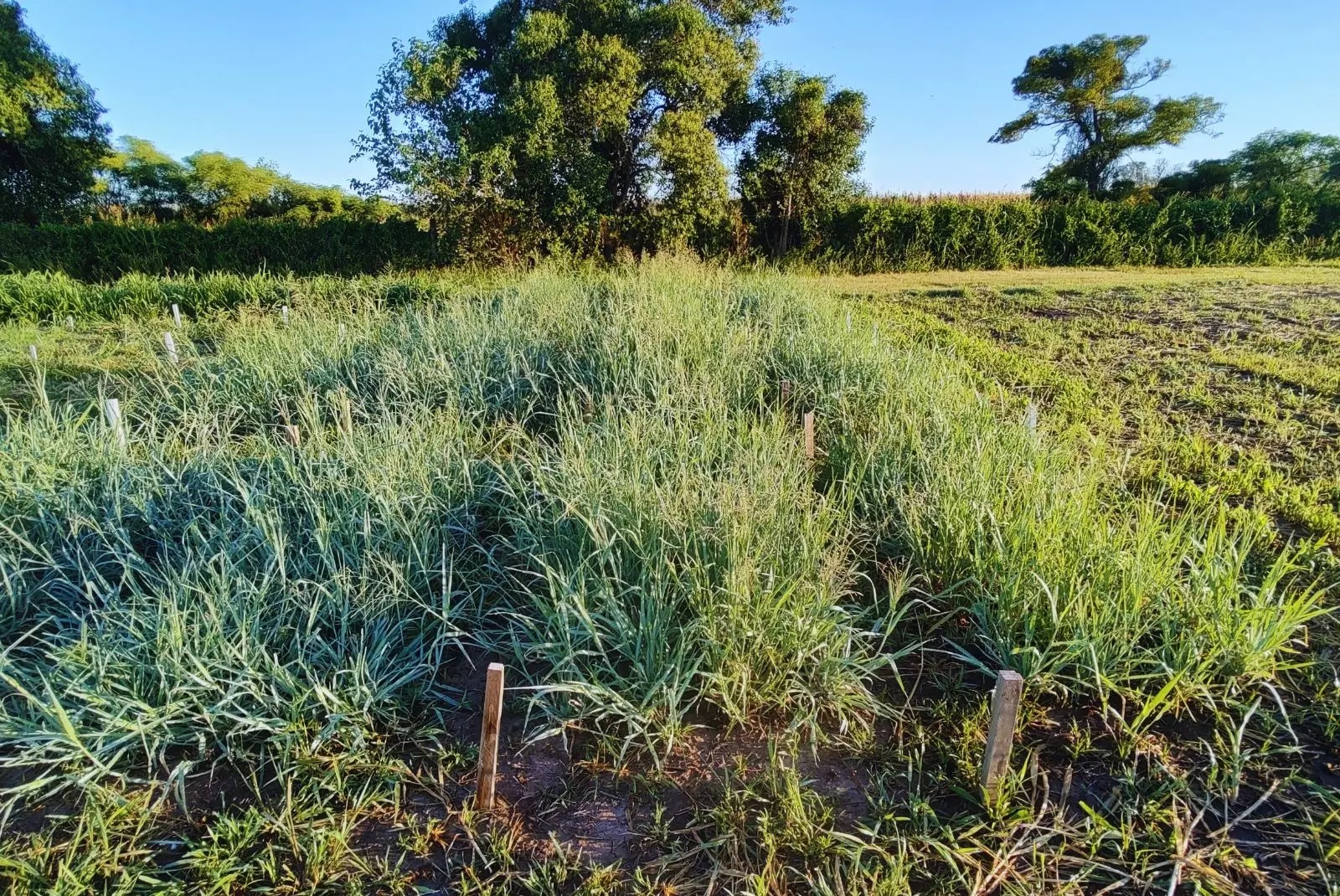 Un nuevo mijo forrajero para potenciar la producción en suelos salinos