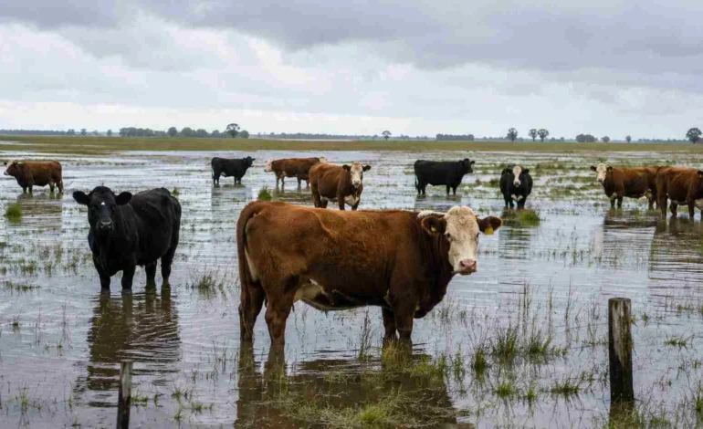 Ganadería: las claves para enfrentar el exceso de lluvias y humedad