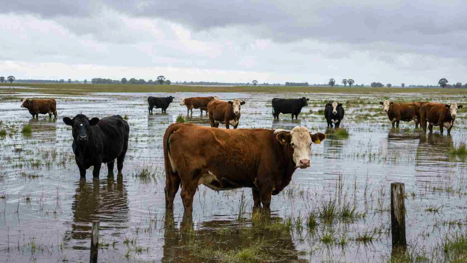 Ganadería: las claves para enfrentar el exceso de lluvias y humedad