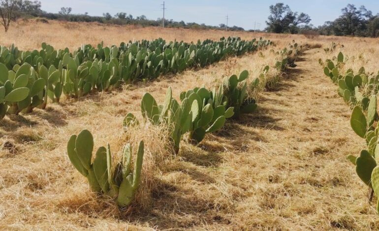 Junto a la Sociedad Rural Zonal, INTA Frías impulsa un vivero de opuntias con fines productivos y de investigación