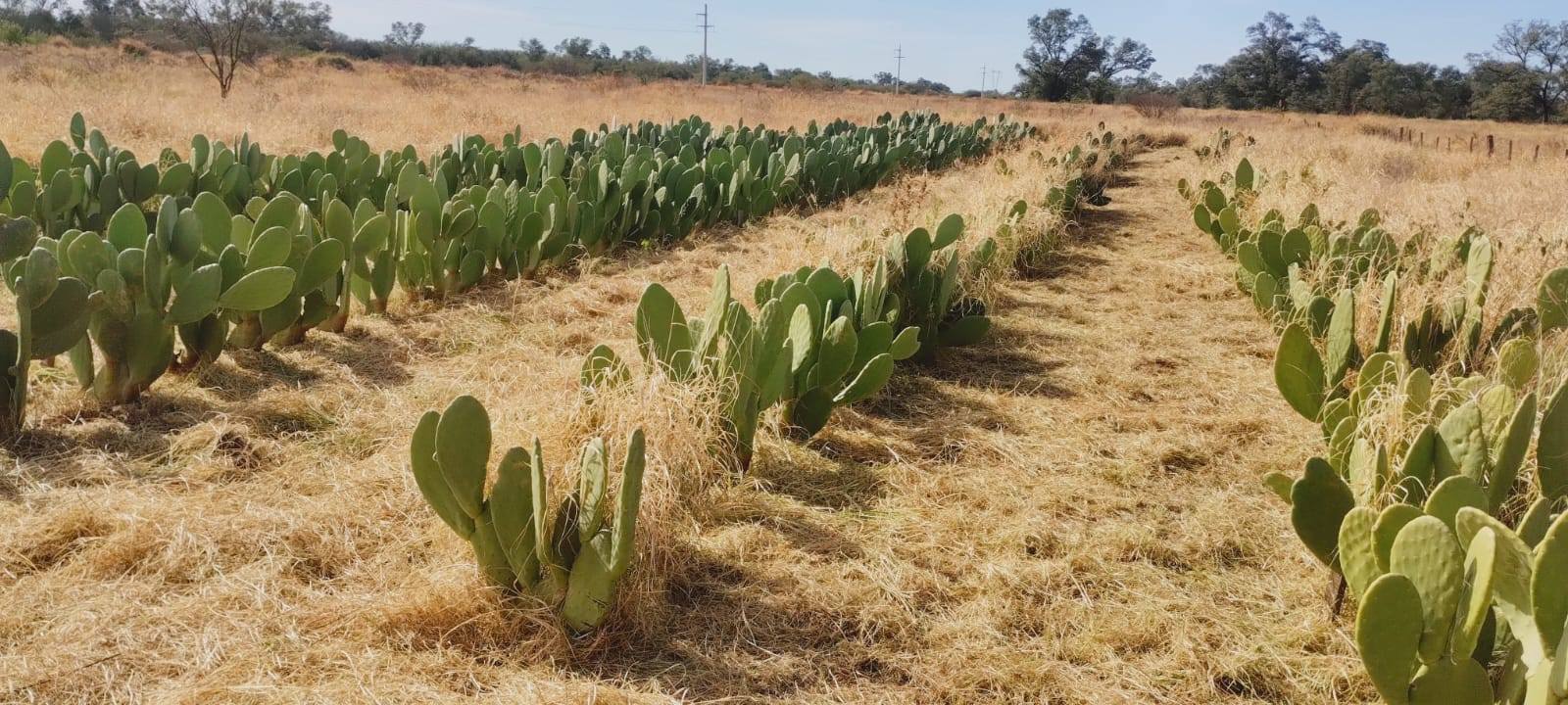 Junto a la Sociedad Rural Zonal, INTA Frías impulsa un vivero de opuntias con fines productivos y de investigación
