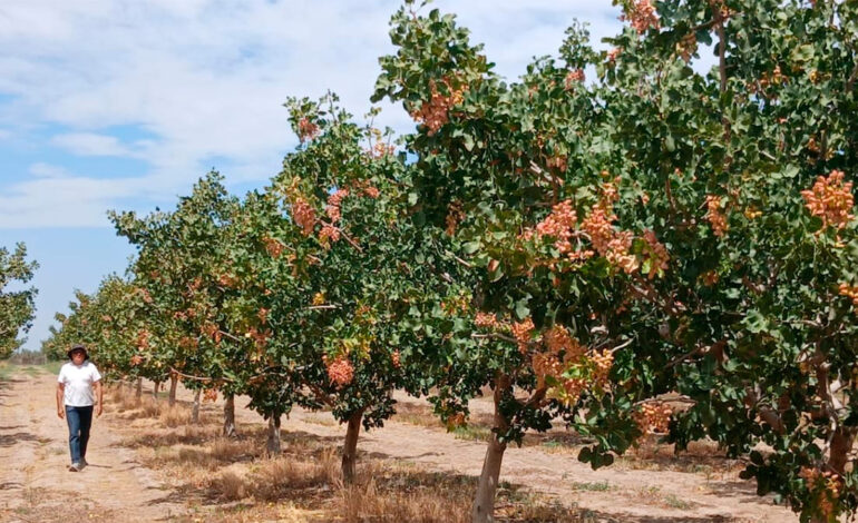 De la vid a las cerezas y el pistacho: la reconversión productiva que avanza en Mendoza en medio de la crisis del vino