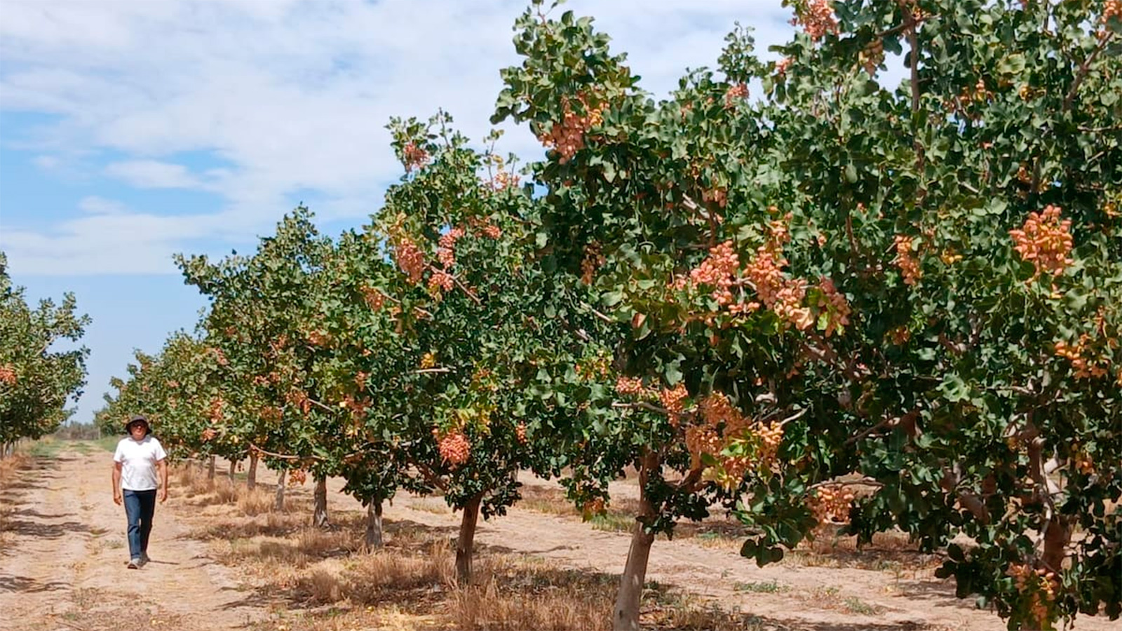 De la vid a las cerezas y el pistacho: la reconversión productiva que avanza en Mendoza en medio de la crisis del vino