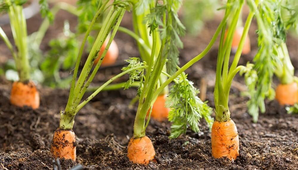 El exceso de lluvias complica la campaña hortícola en Santiago