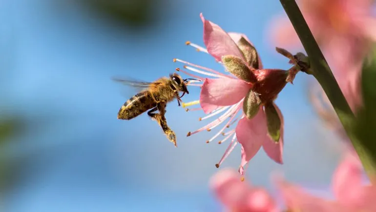 Abejas en alerta: crece la preocupación por la pérdida de polinizadores en Santiago del Estero
