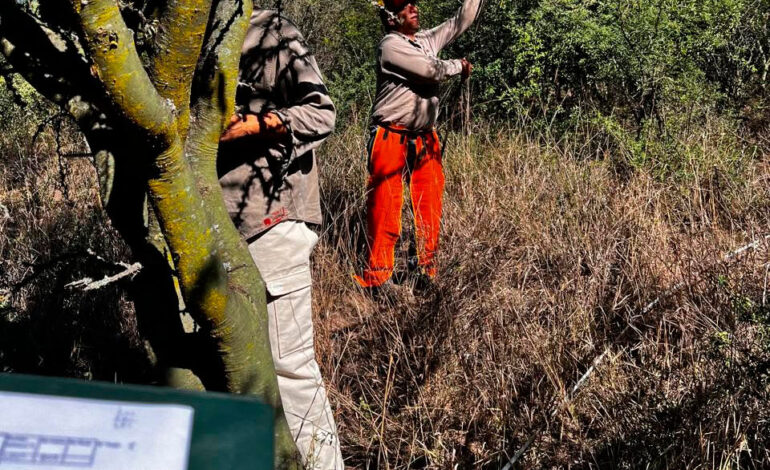 Medir para conservar: el desafío de gestionar bosques sustentables