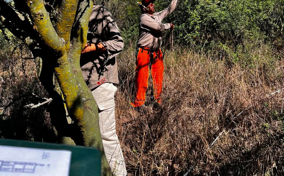 Medir para conservar: el desafío de gestionar bosques sustentables