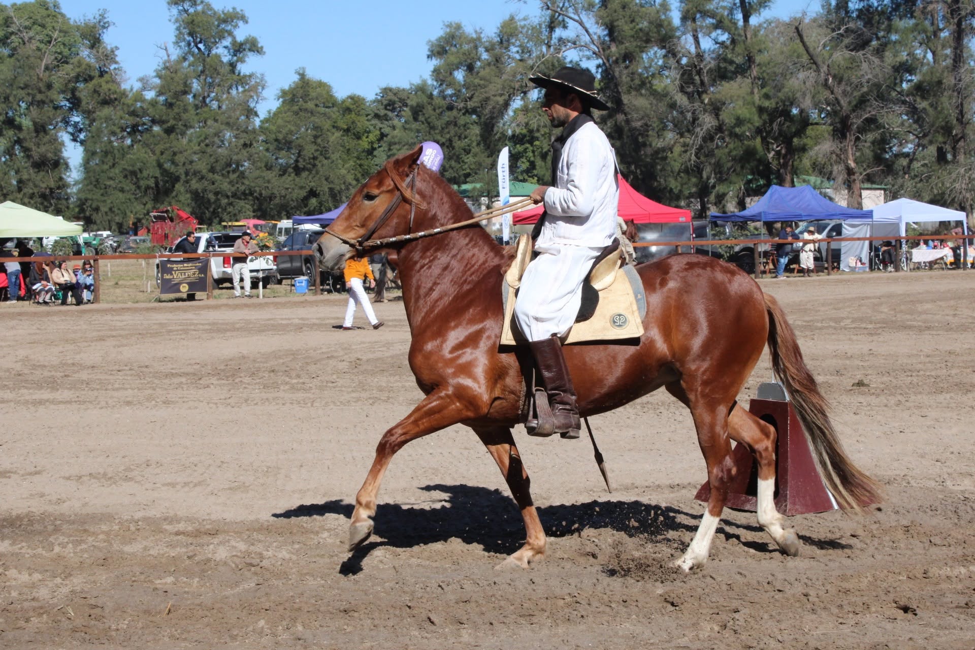 Santiago del Estero será sede del 10º Concurso Provincial del Caballo Peruano de Paso