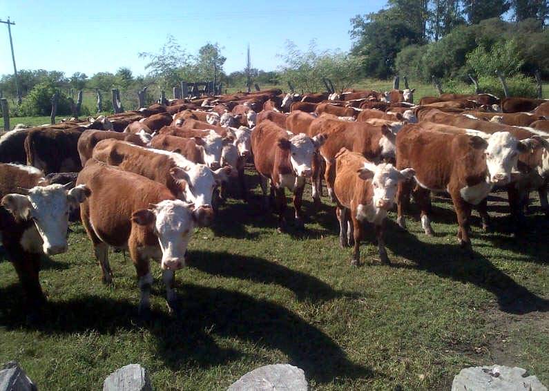 Modernizan el control ganadero con la creación del Documento Único de Tránsito Animal