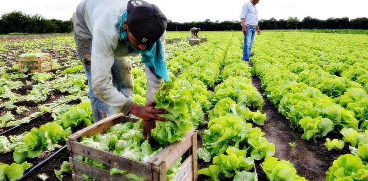 INTA presentó un nuevo manual para fortalecer la producción hortícola en todo el país