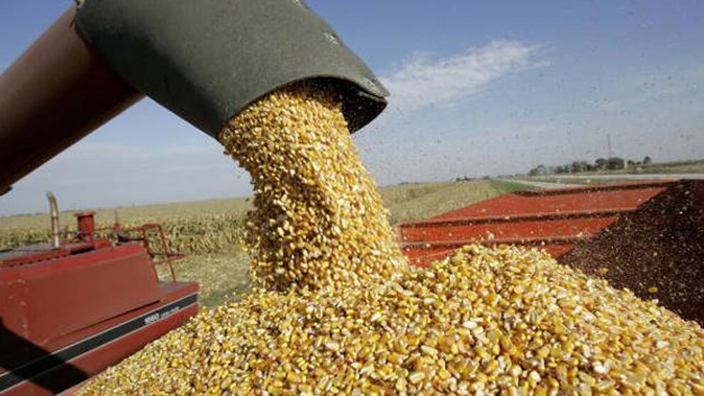 MAIZALL: Argentina integra el bloque que domina el comercio mundial de maíz
