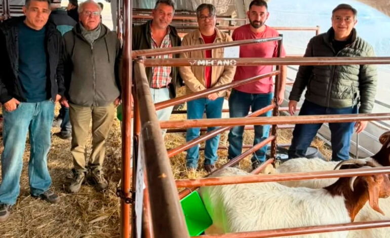 Productores santiagueños se destacaron en AgroActiva con premios en genética ovina y caprina