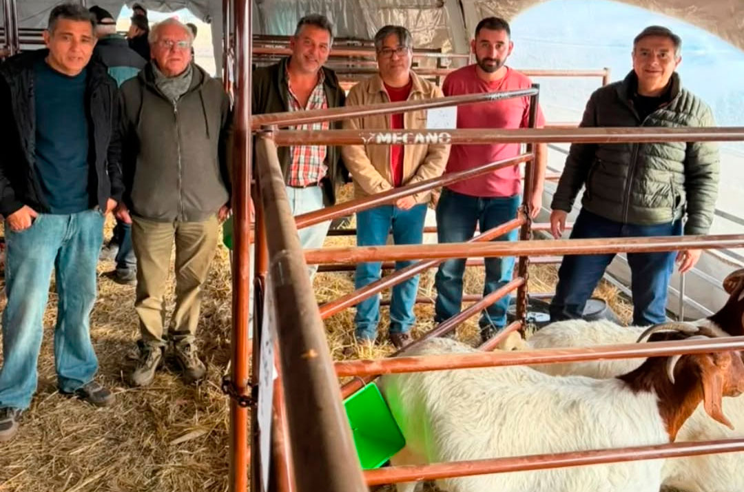 Productores santiagueños se destacaron en AgroActiva con premios en genética ovina y caprina