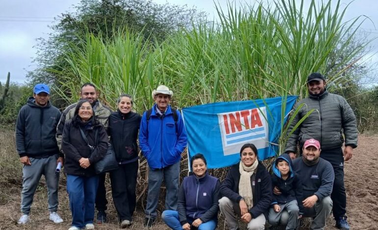 INTA promueve la siembra de verdeos de invierno para fortalecer la producción ganadera