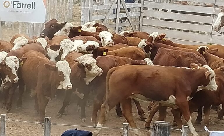 Importante remate de invernada en Campo Gallo con fuerte participación de productores