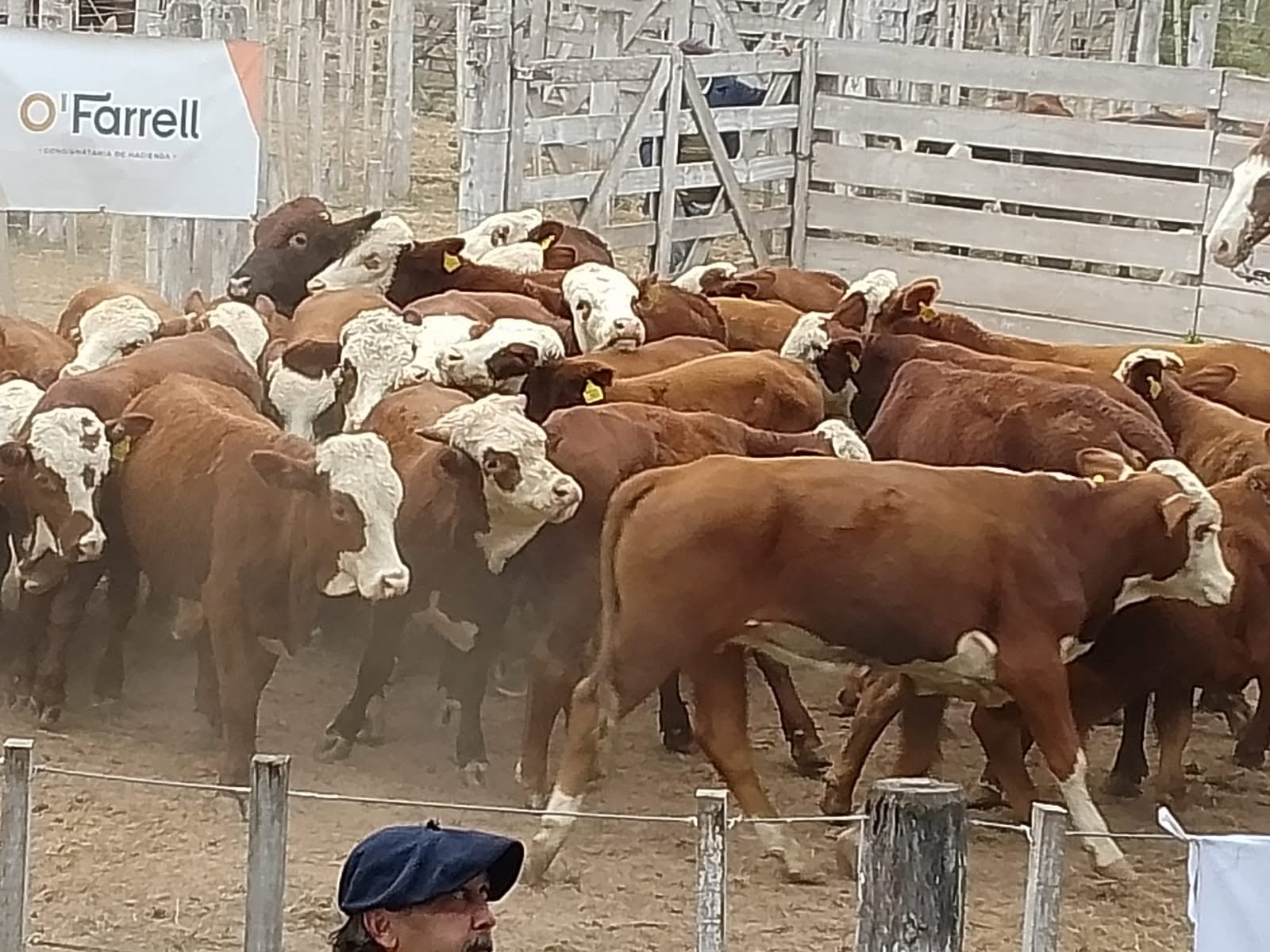 Importante remate de invernada en Campo Gallo con fuerte participación de productores