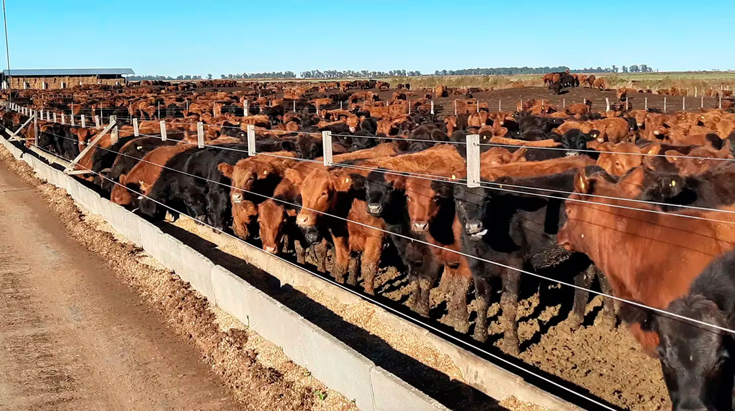 Hay un récord de ocupación en los feedlots y se abre la incógnita sobre cuál será el efecto en el precio de la carne