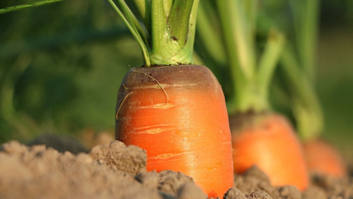 Informe revela el potencial y los desafíos de la cadena frutihortícola del Río Dulce