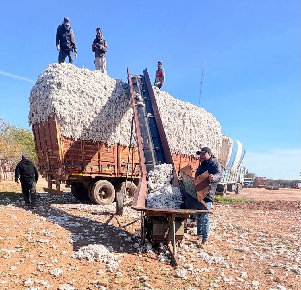 La cosecha del esfuerzo: productores de El Cruce avanzan con algodón de calidad