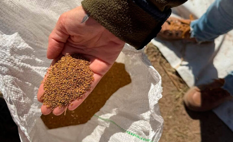 La Cooperativa Agrícola Avellaneda inició la comercialización de semilla de alfalfa certificada