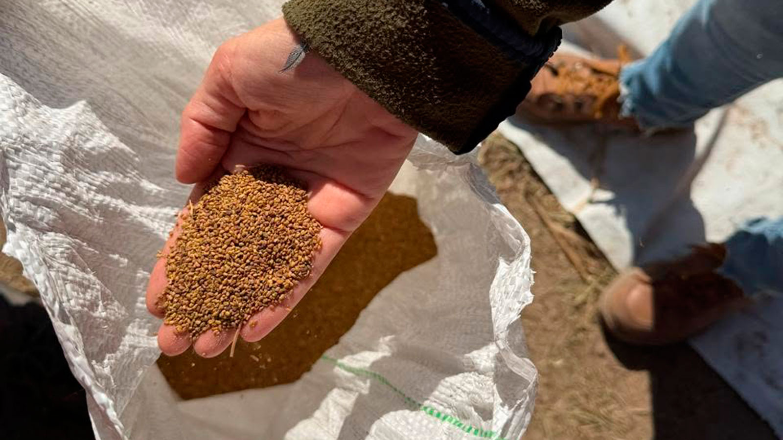 La Cooperativa Agrícola Avellaneda inició la comercialización de semilla de alfalfa certificada