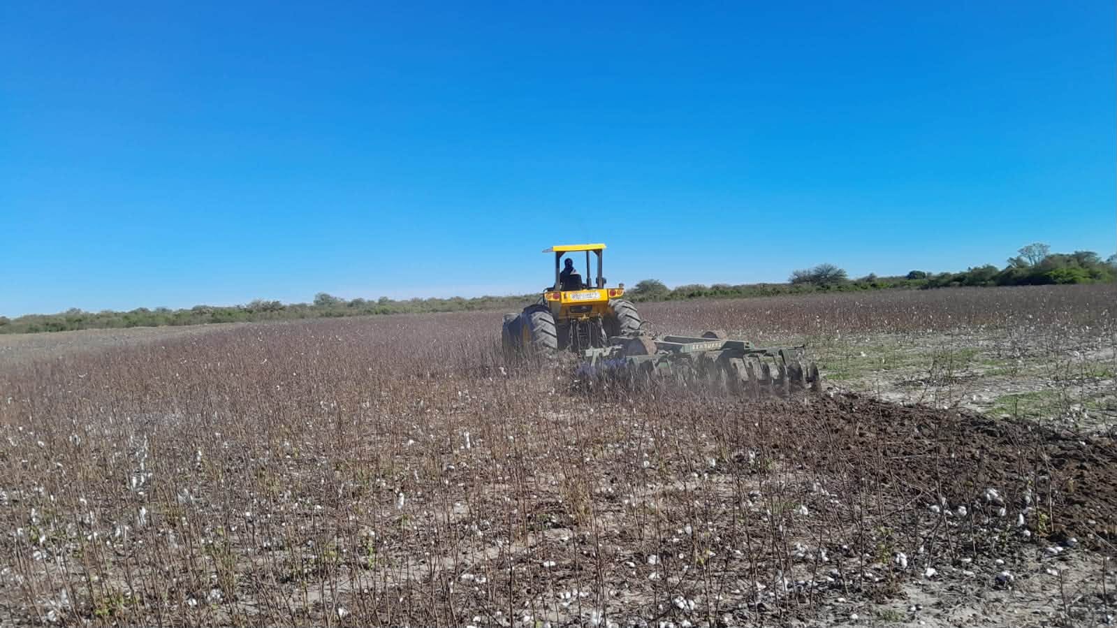 Productores y técnicos avanzan con tareas clave para proteger la próxima campaña algodonera