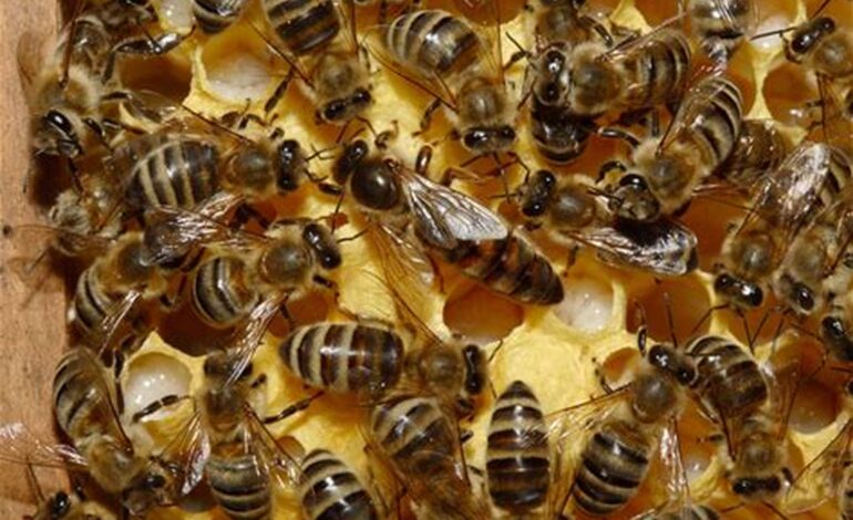 Alerta en la apicultura: riesgo de una plaga que amenaza a las colmenas