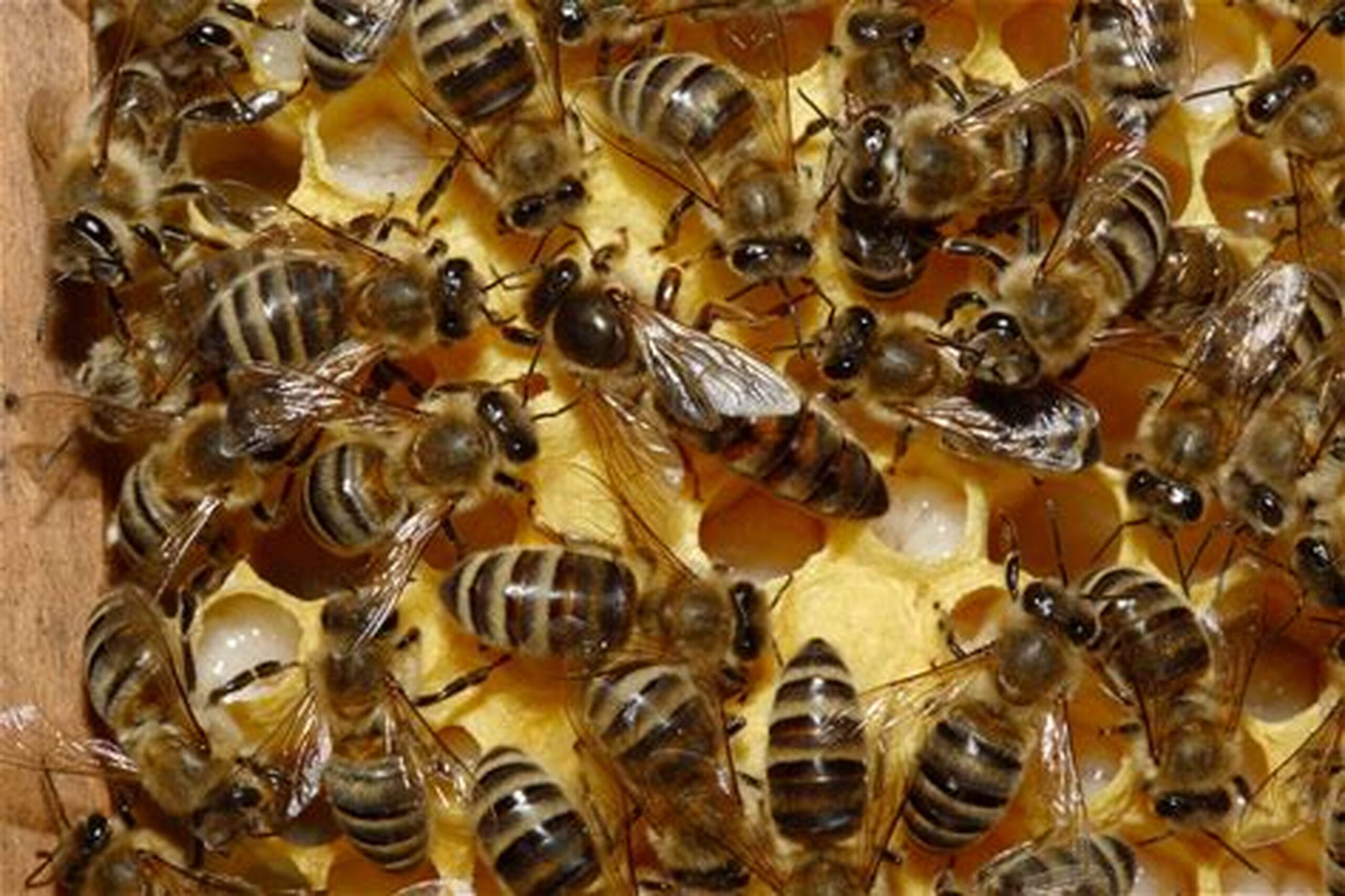 Alerta en la apicultura: riesgo de una plaga que amenaza a las colmenas