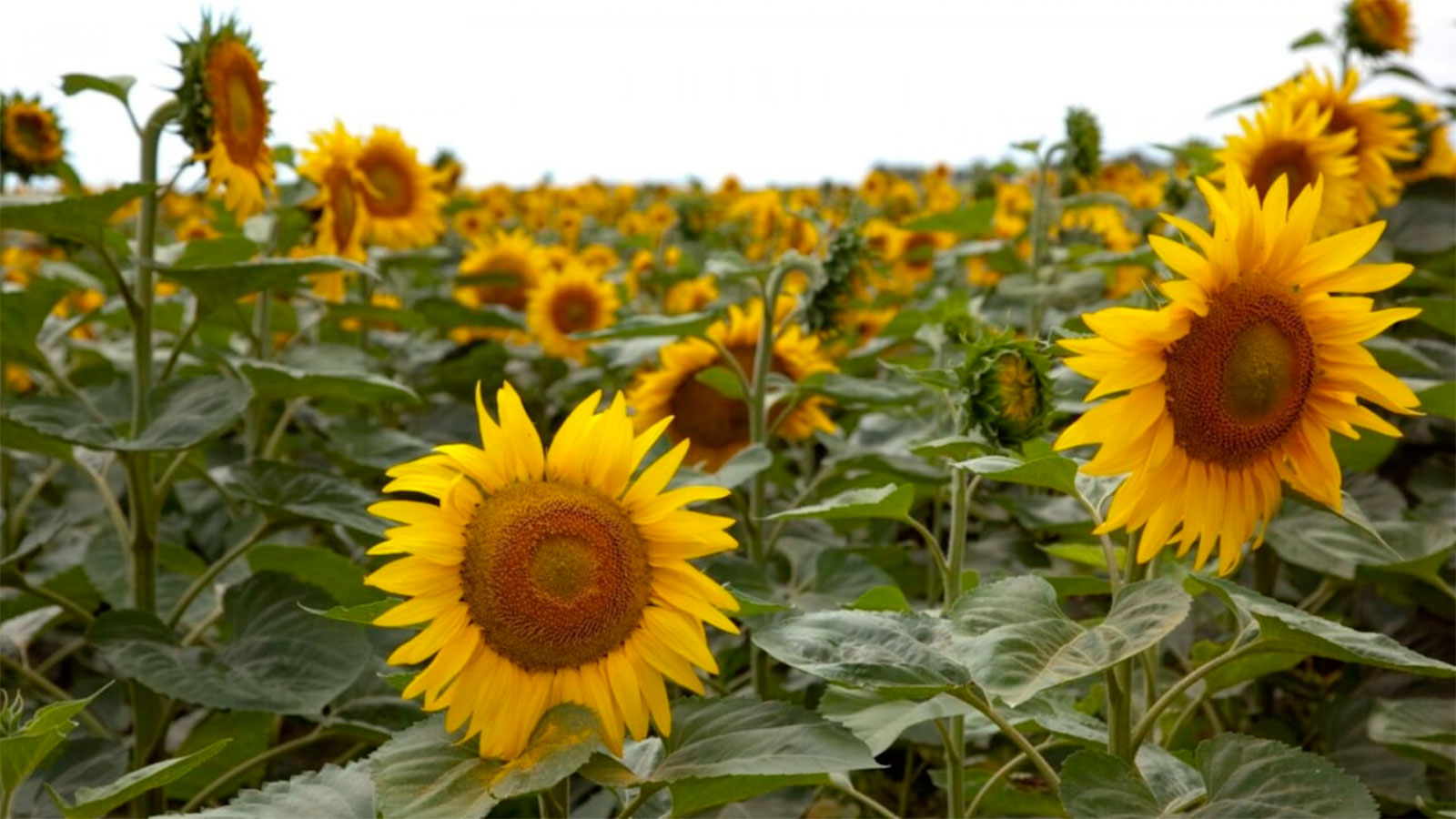 El girasol se consolida en un ciclo récord global y Santiago del Estero aporta volumen clave tras una campaña exitosa