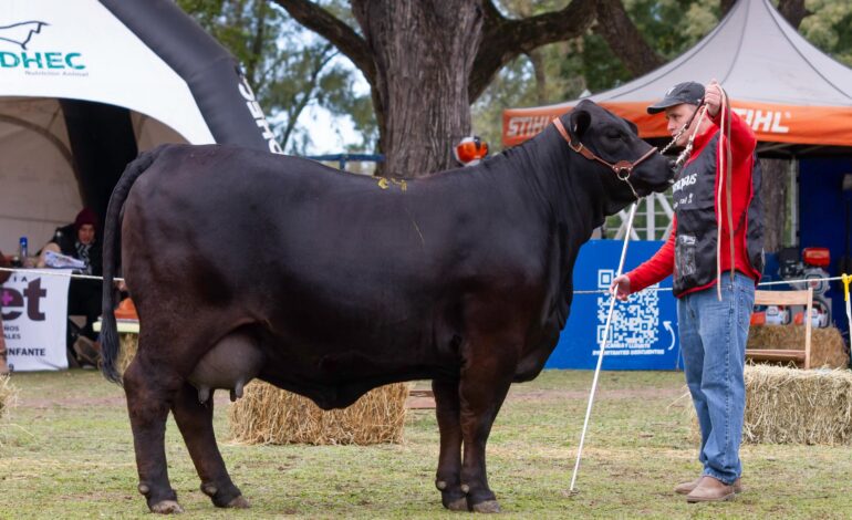 Cabaña El Descanso se destacó en la Expo Machagai 2026 con importantes premios en genética bovina