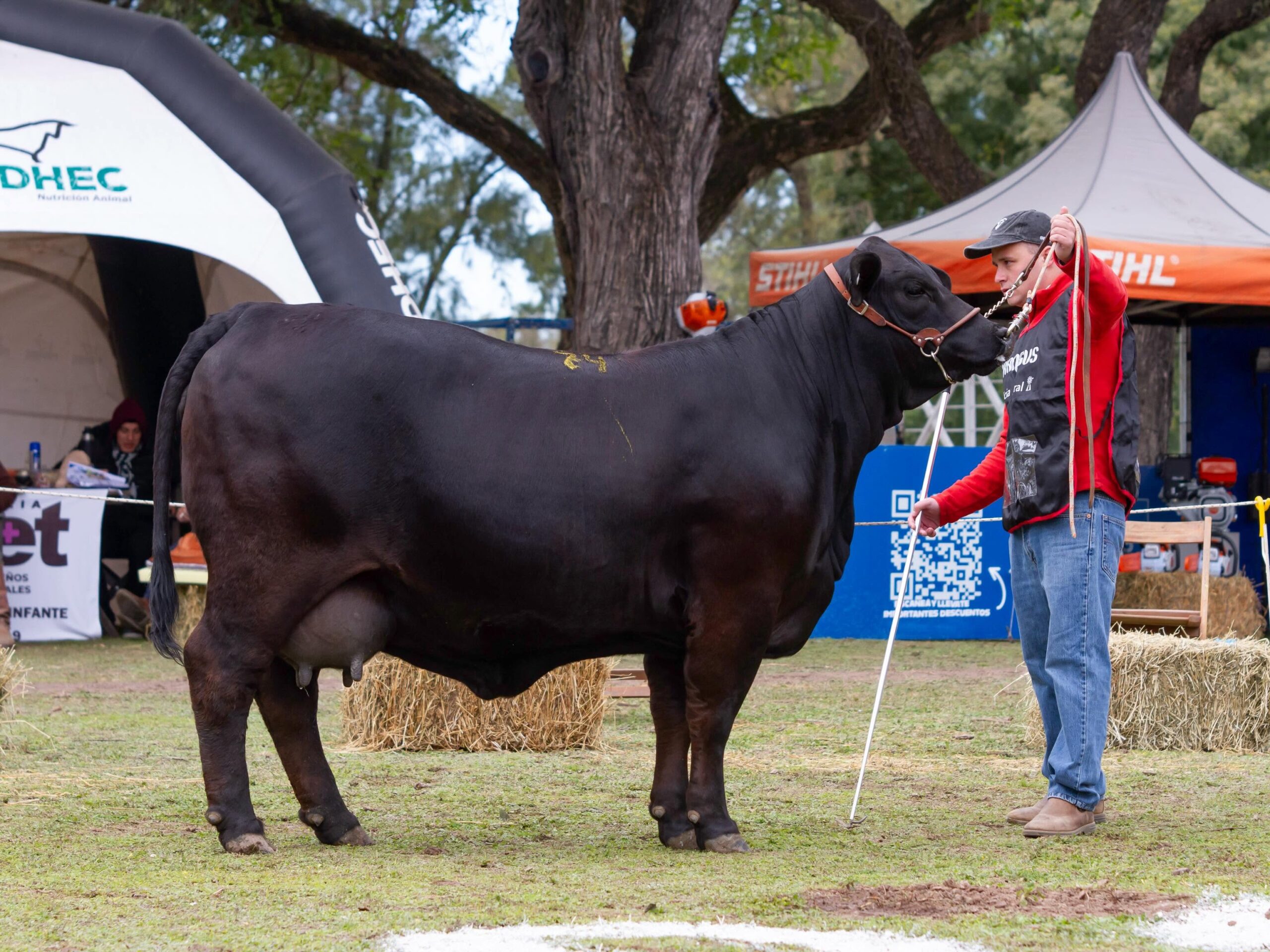 Cabaña El Descanso se destacó en la Expo Machagai 2026 con importantes premios en genética bovina