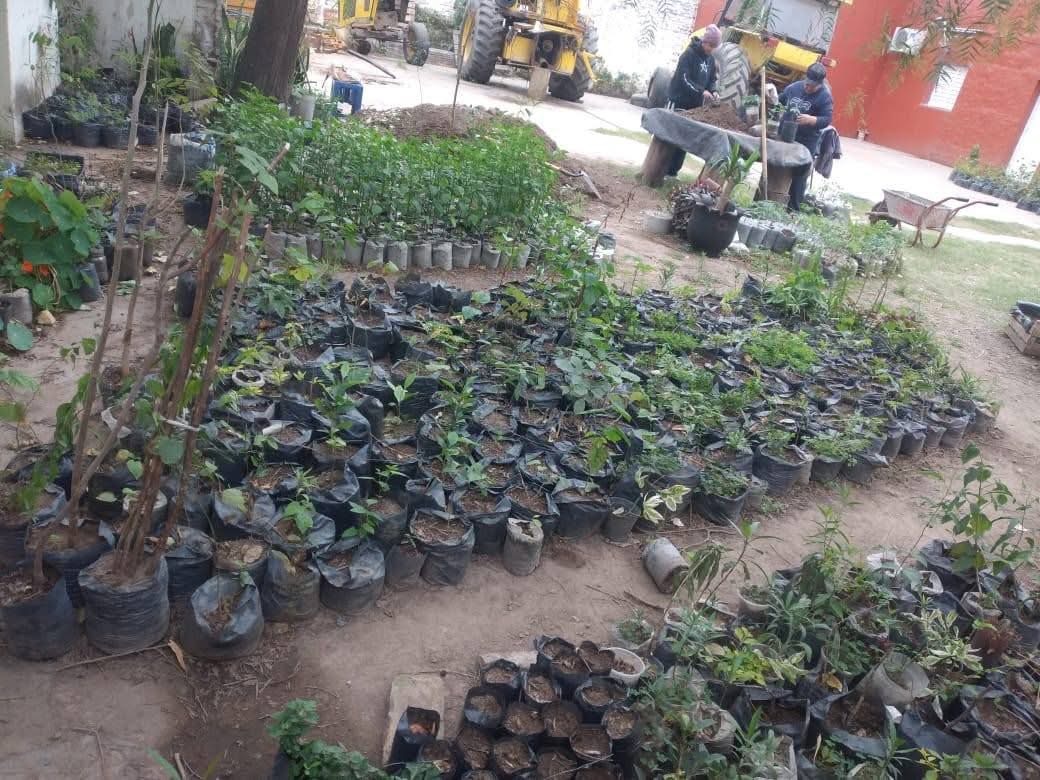La ADT Clodomira avanza con la producción de plantines